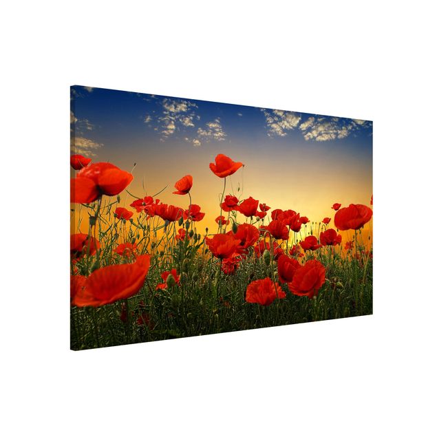 Quadros papoilas Poppy Field In Sunset