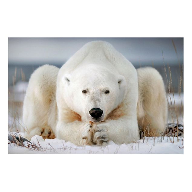decoraçao cozinha Contemplative Polar Bear