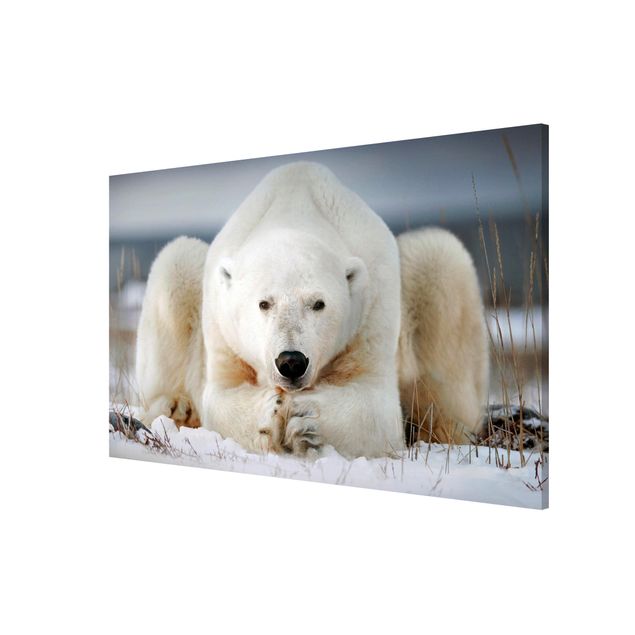 Quadros magnéticos animais Contemplative Polar Bear