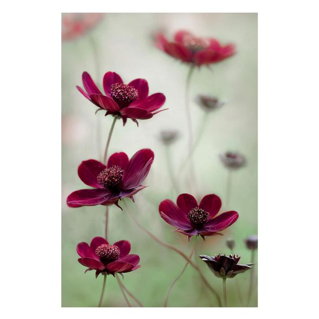 Quadros florais Pink Cosmos Flower
