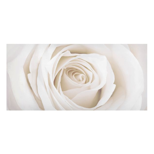 Quadros magnéticos flores Pretty White Rose