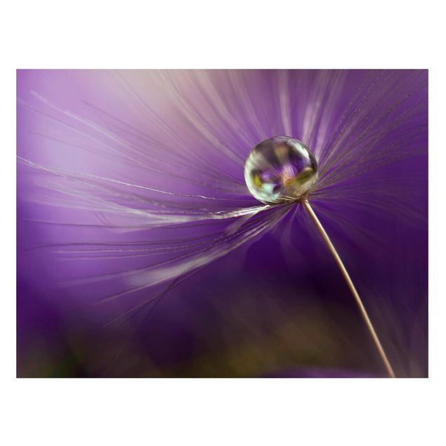 Quadros magnéticos flores Dandelion In Violet