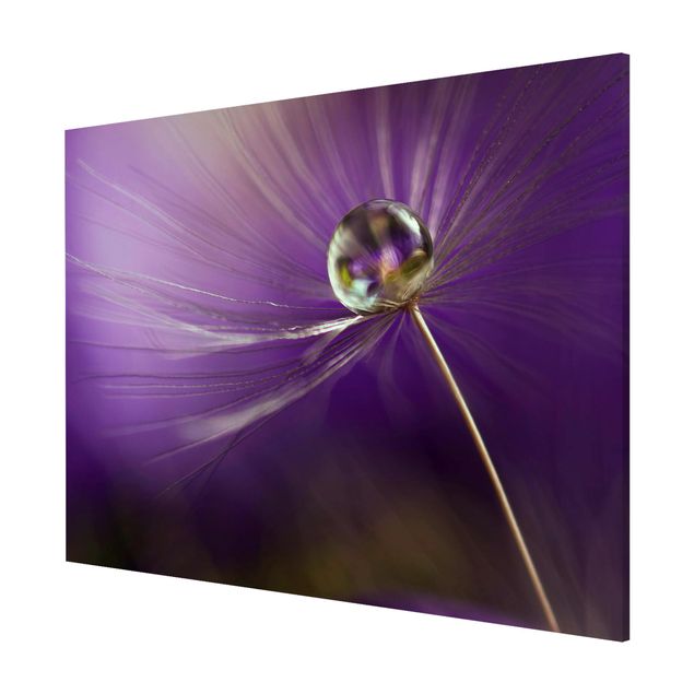 Quadros florais Dandelion In Violet
