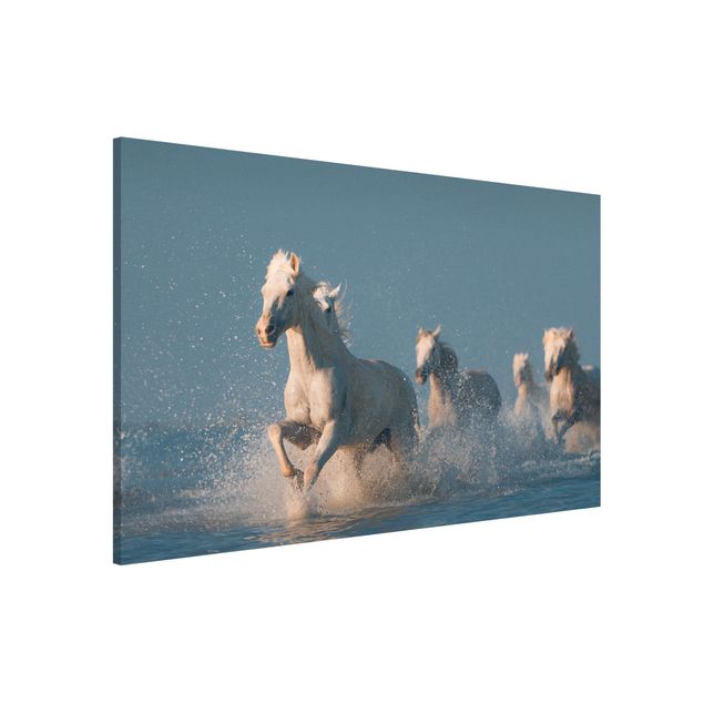 Quadros magnéticos animais Herd Of White Horses
