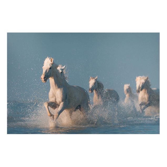 Quadros magnéticos animais Herd Of White Horses