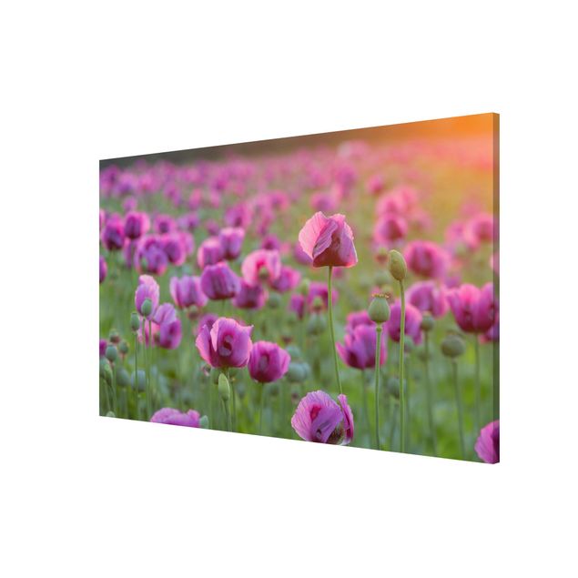 Quadros magnéticos flores Purple Poppy Flower Meadow In Spring