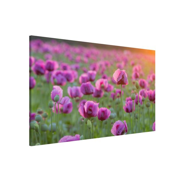 Quadros papoilas Purple Poppy Flower Meadow In Spring