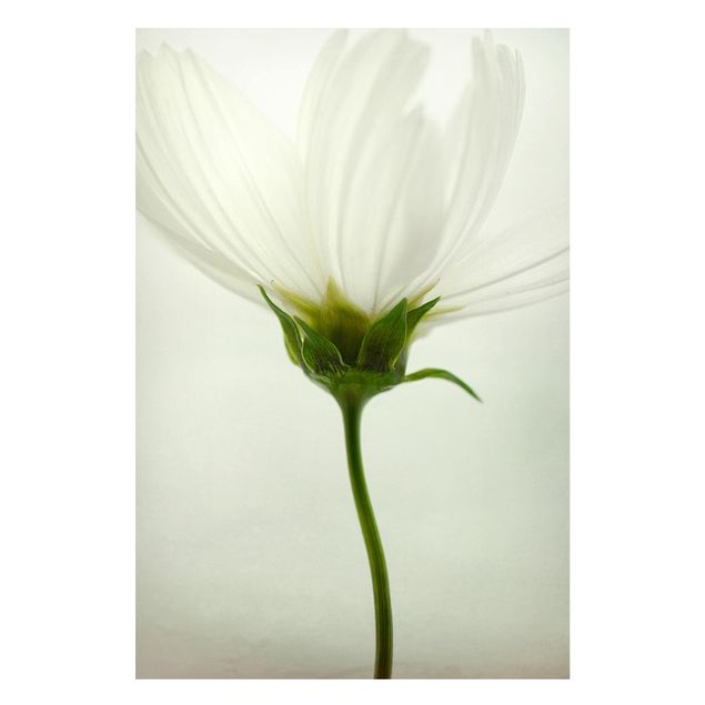 Quadros magnéticos flores White Cosmos