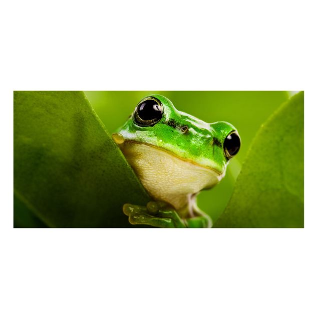 Quadros modernos Frog