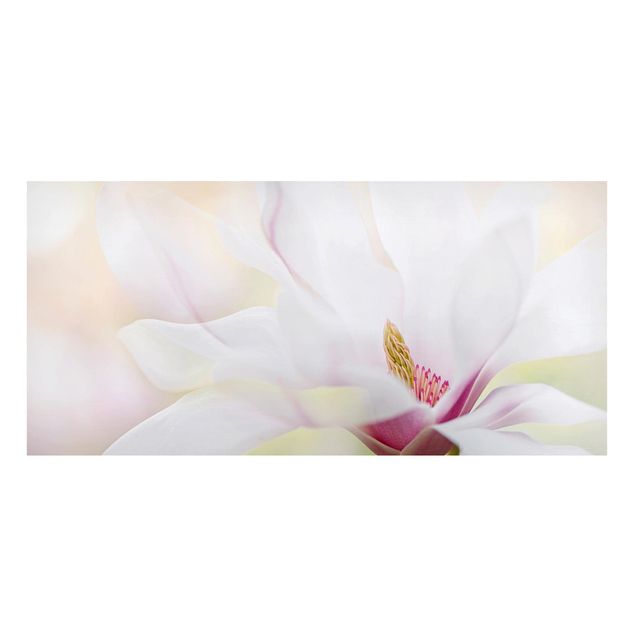 Quadros magnéticos flores Delicate Magnolia Blossom