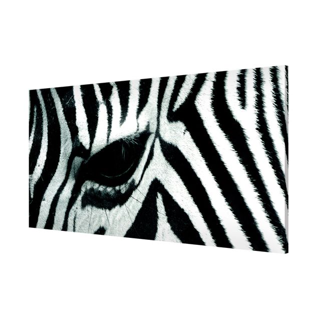 Quadros magnéticos animais Zebra Crossing