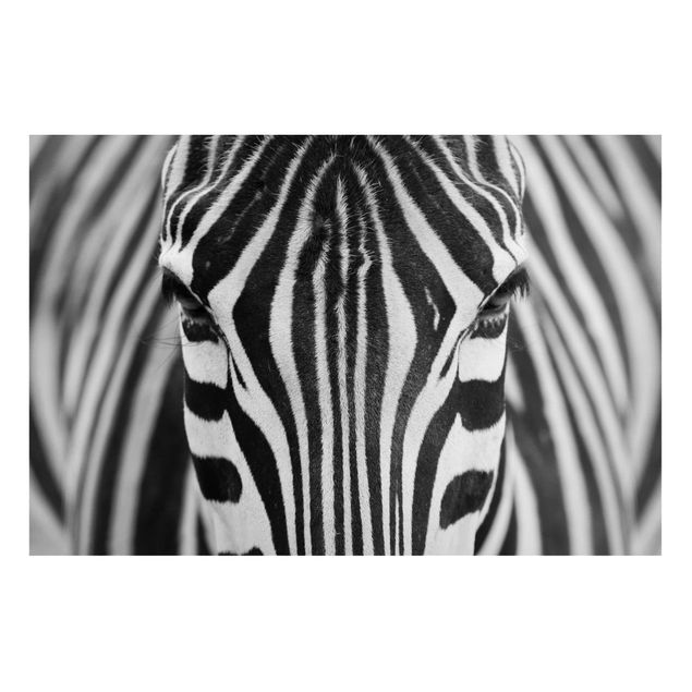 Quadros magnéticos animais Zebra Look