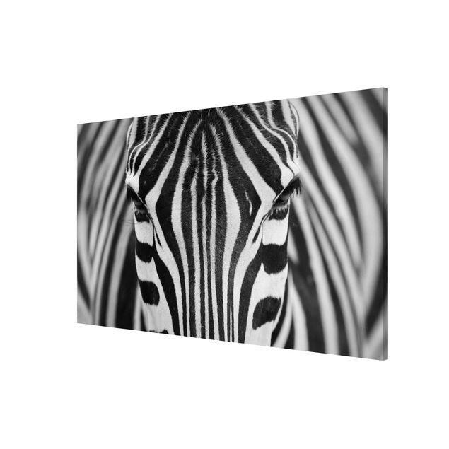 Quadros magnéticos animais Zebra Look
