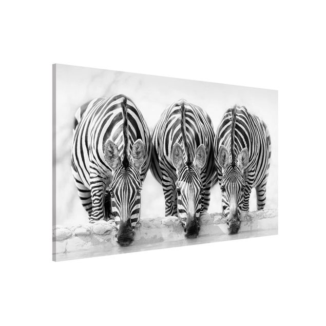 decoraçao para parede de cozinha Zebra Trio In Black And White