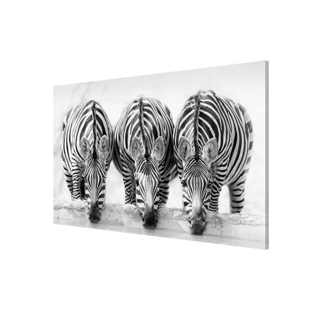 Quadros magnéticos animais Zebra Trio In Black And White