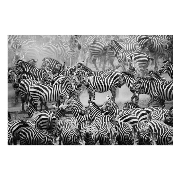 Quadros zebras Zebra herd II