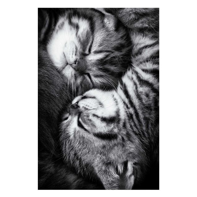 Quadros magnéticos animais Two Kittens