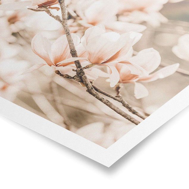 Posters paisagens Magnolia Twig Vintage Style