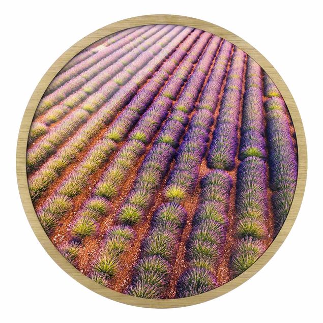 Quadros em lilás Picturesque Lavender Field