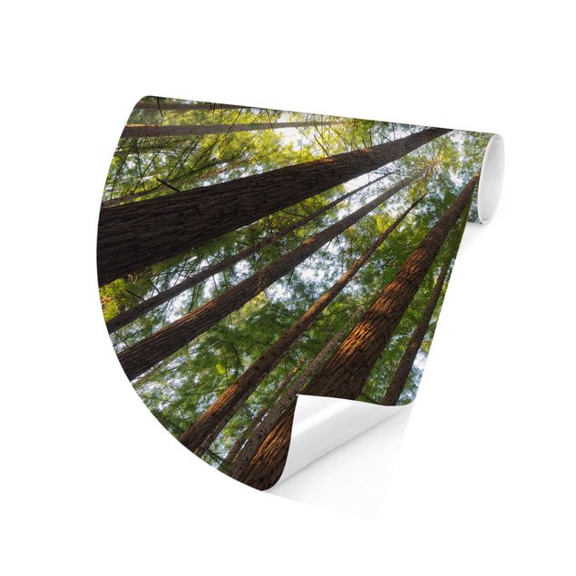 papel parede de floresta Sequoia Tree Tops