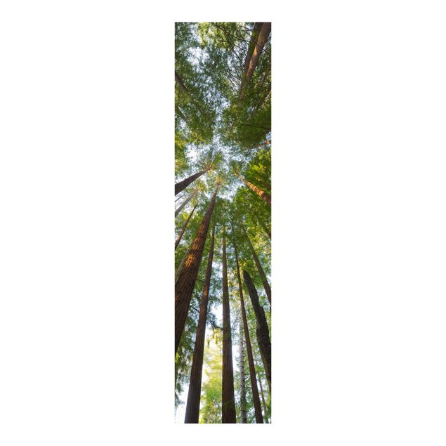 Painéis deslizantes paisagens Sequoia Tree Tops