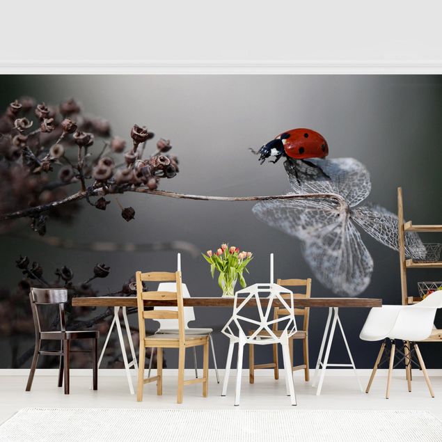 Papel de parede animais Ladybird On Hydrangea