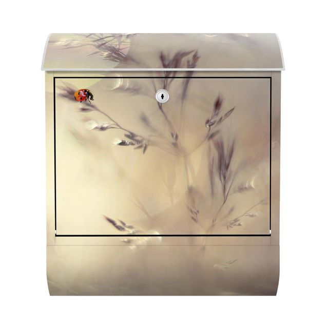 Caixas de correio flores Ladybird On Meadow Grass