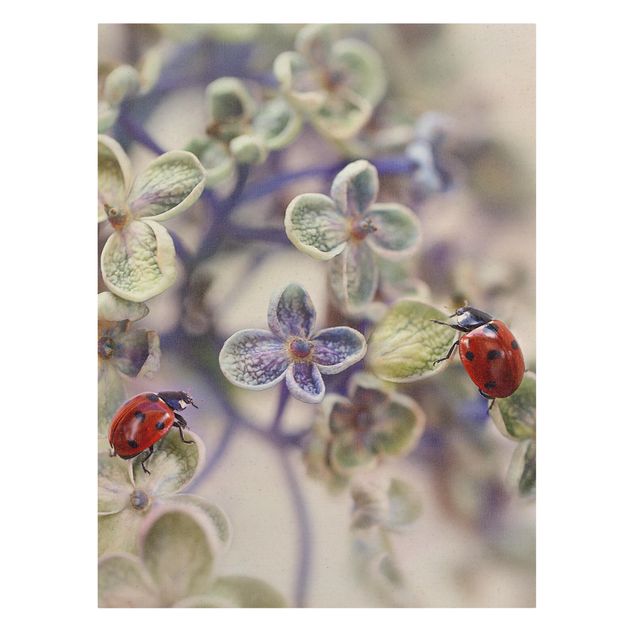 Quadros decorativos Ladybird In The Garden