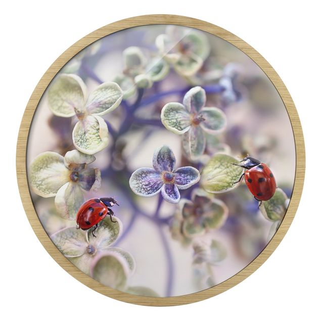 Quadros decorativos Ladybird In The Garden