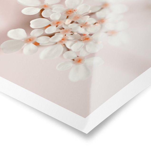 posters decorativos Mini Flowers In Pink Light