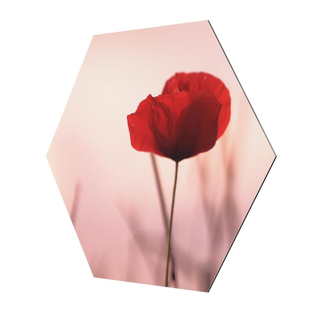 Quadros rosas Poppy Flower In Twilight