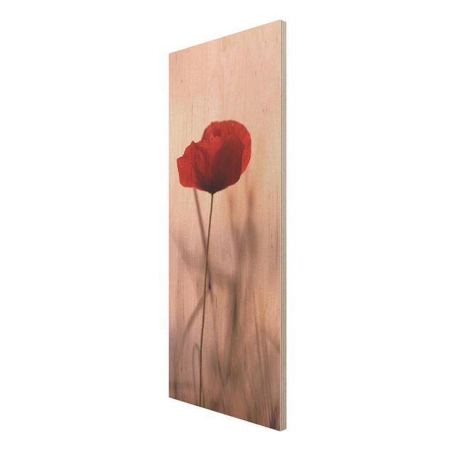 decoração quadros Poppy Flower In Twilight