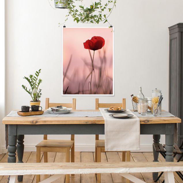 Posters flores Poppy Flower In Twilight