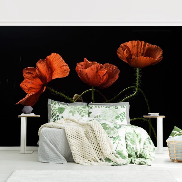papel de parede moderno Poppies At Midnight