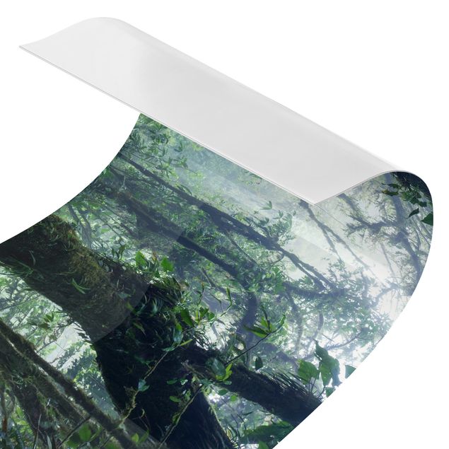Películas autocolantes Monteverde Cloud Forest