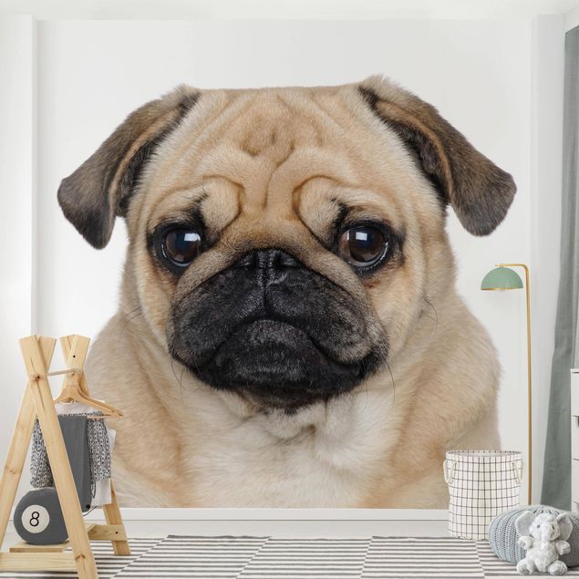 Papel de parede cães Pug Portrait