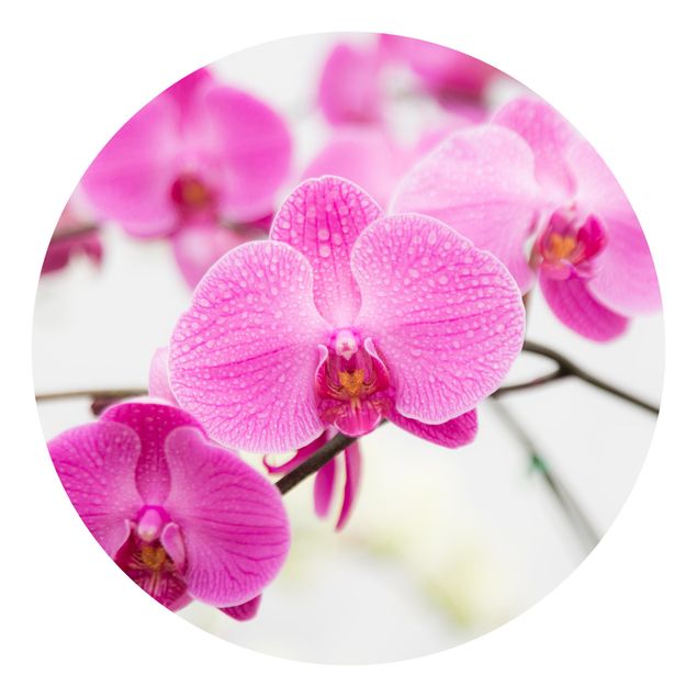 papel de parede floral Close-Up Orchid