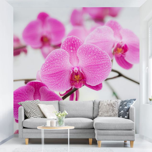 Papel de parede orquídeas Close-Up Orchid
