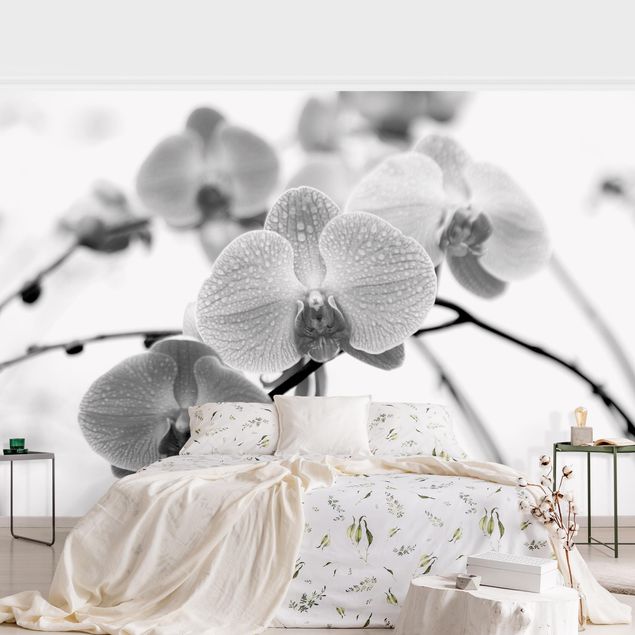 papel de parede moderno para sala Close-up Picture Orchid Black And White