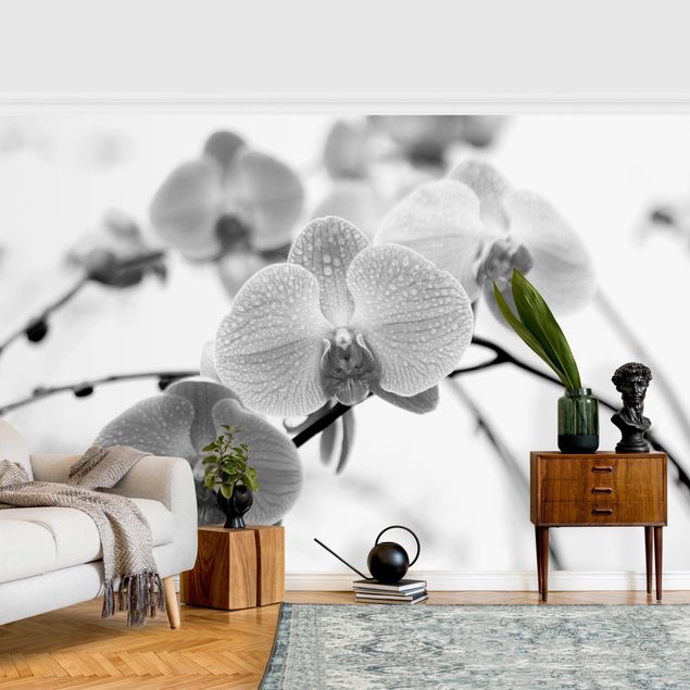 Papel de parede estilo rústico Close-up Picture Orchid Black And White