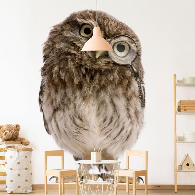 Papel de parede animais Curious Owl