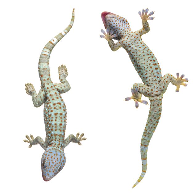Autocolantes para vidros animais Curious Geckos