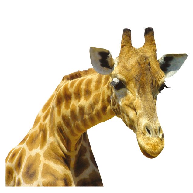 Autocolantes para vidros animais Curious Giraffe