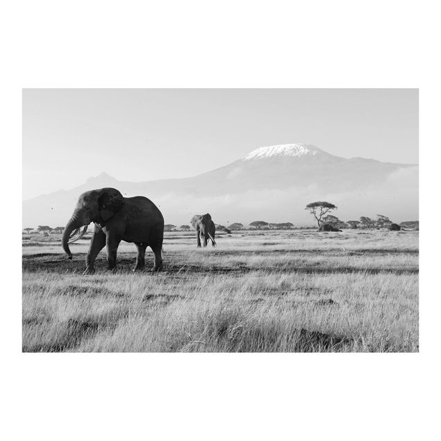 papéis de parede cidade No.287 Elephant In Front Of The Kilimanjaro In Kenya II