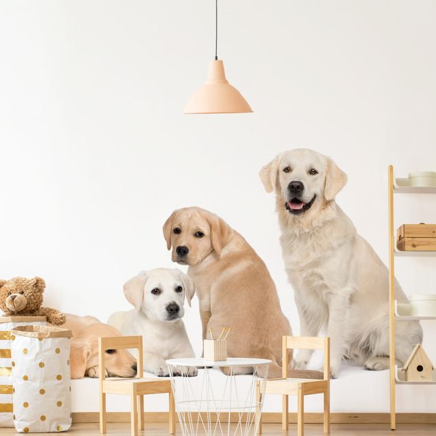 Papel de parede cães No.454 portait of labradors and golden retriever