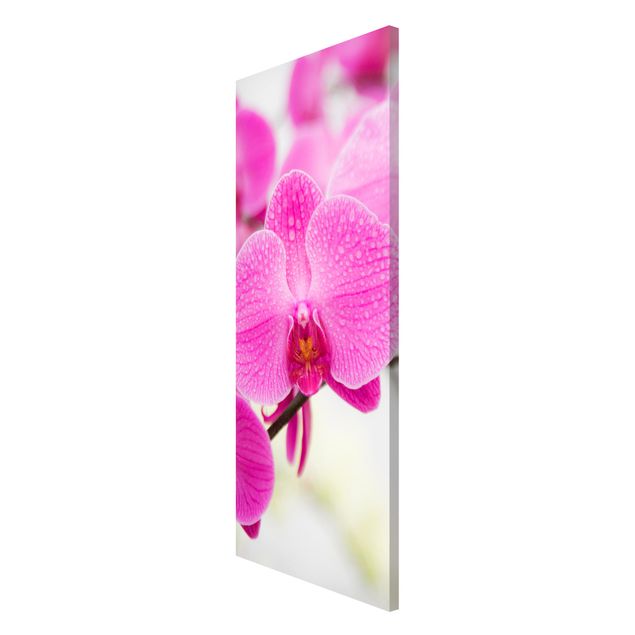 Quadros magnéticos flores Close-Up Orchid