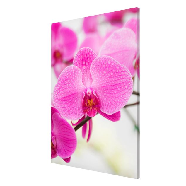 decoraçoes cozinha Close-Up Orchid