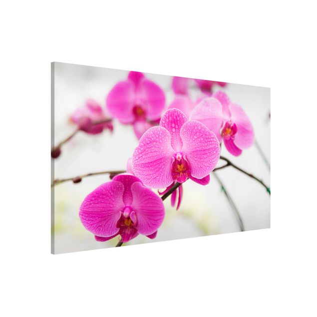 Quadros magnéticos flores Close-Up Orchid