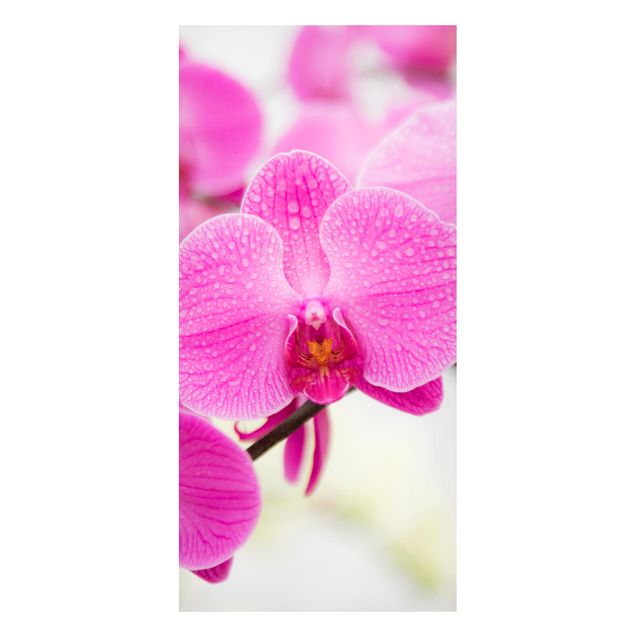 decoraçoes cozinha Close-Up Orchid