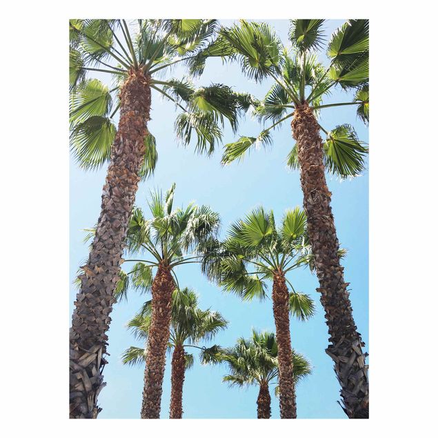 Quadros em vidro paisagens Palm Trees At Venice Beach